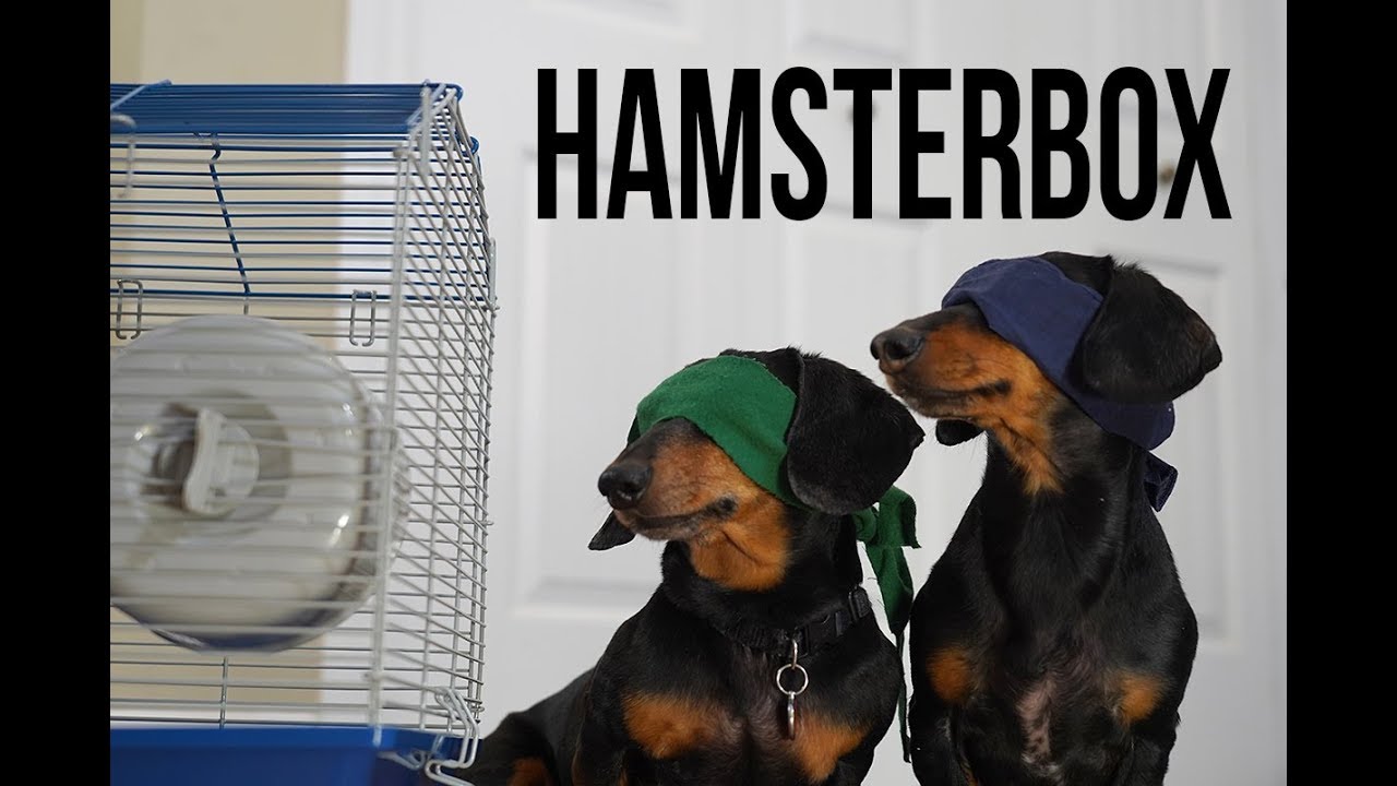 Ep 19: Wiener Dog APOCALYPSE! — (Dog Parody of Bird Box Movie)
