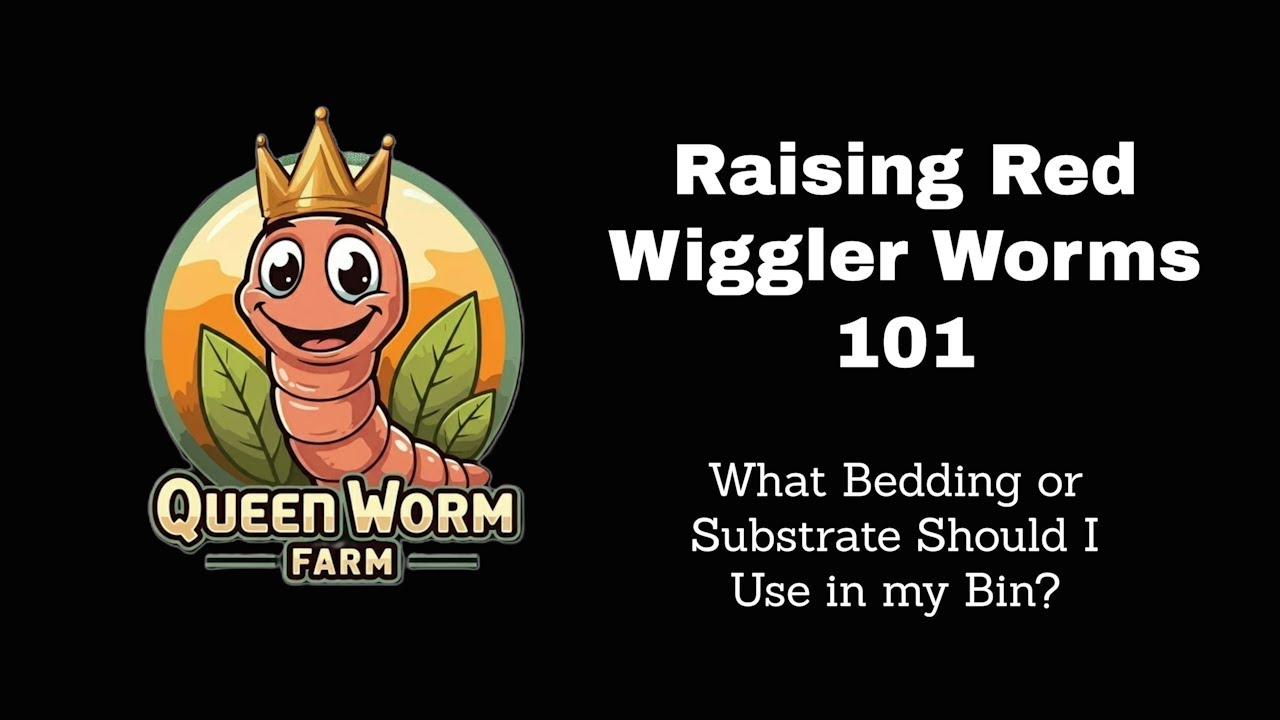 Raising Red Wiggler Worms 101: What Bedding Should I Use in my  Worm Bin?