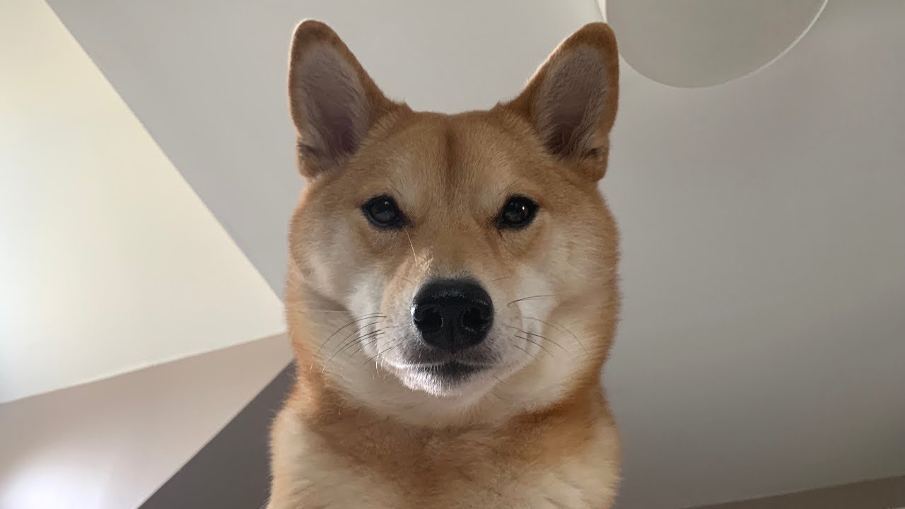 How My Dog Wakes Me Up.