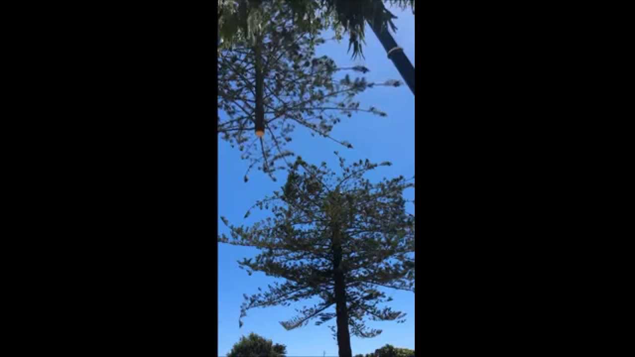 TreeBiz/Crane 2