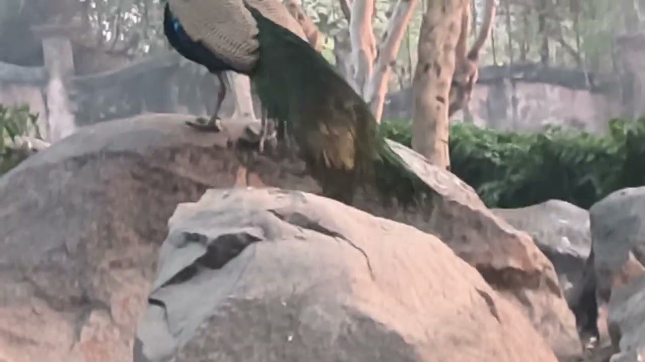 🦚🌲🧿Sometimes the peacock chases away a lot#viral #viralvideos #nature#naturelovers#trending #popular