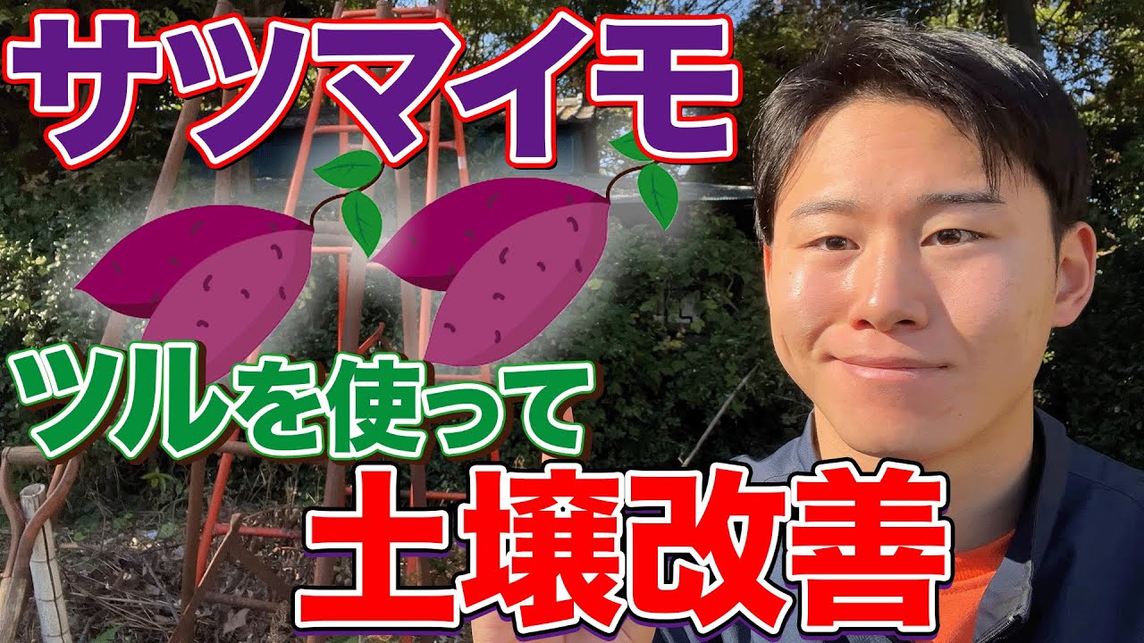 【家庭菜園者必見！】さつまいものツルを使って土をよくする方法教えます
