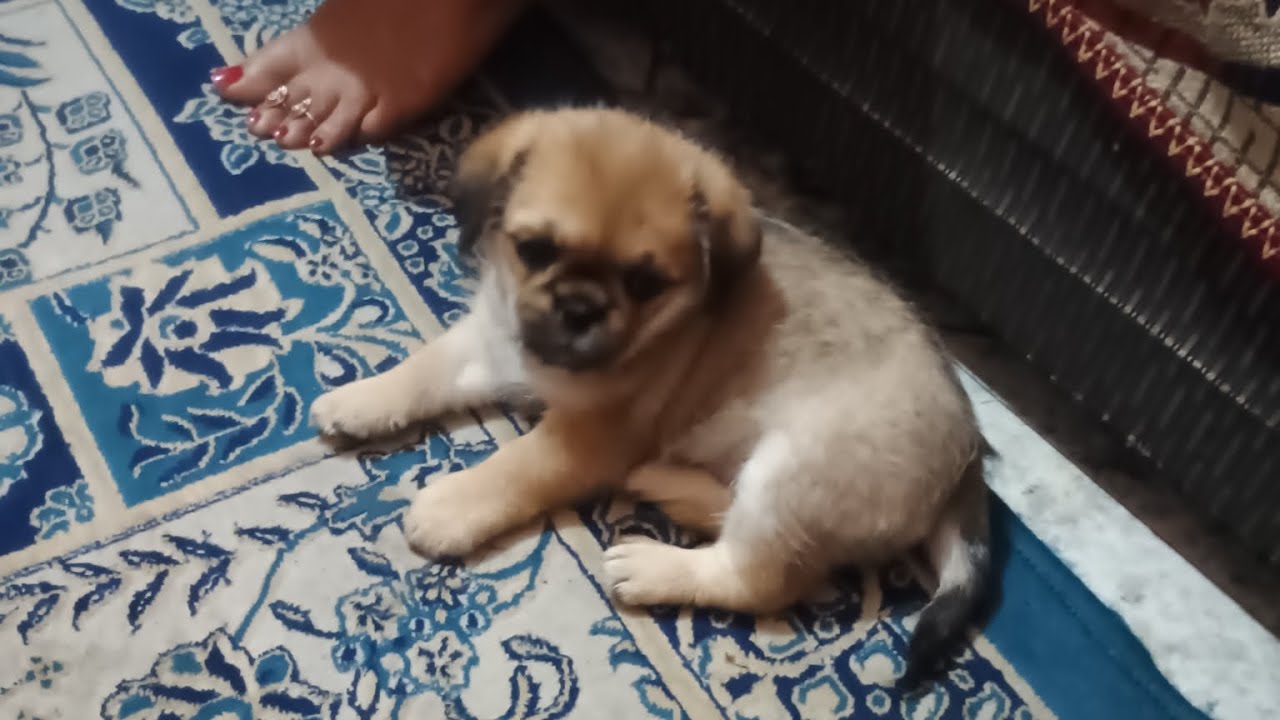 KOKO is too active while playing with toy. 