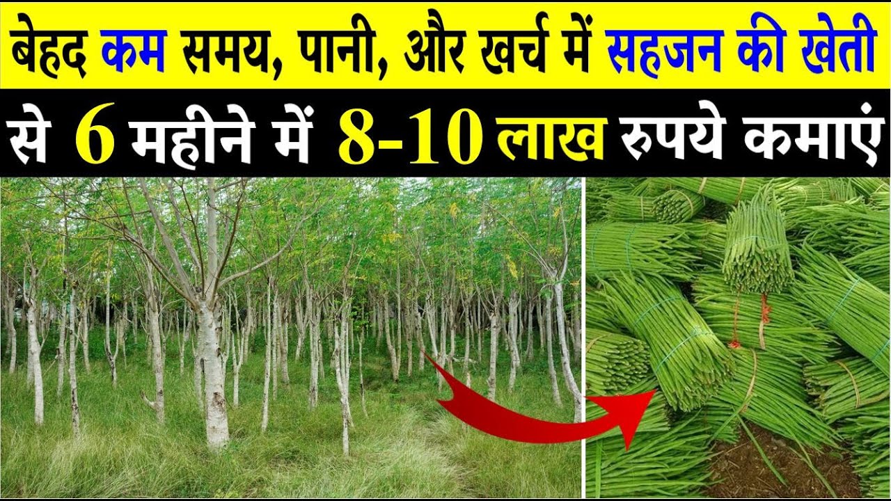 How to cultivate drumstick | When and how to do drumstick farming | DRUMSTICK FARMING | MORINGA FARMING