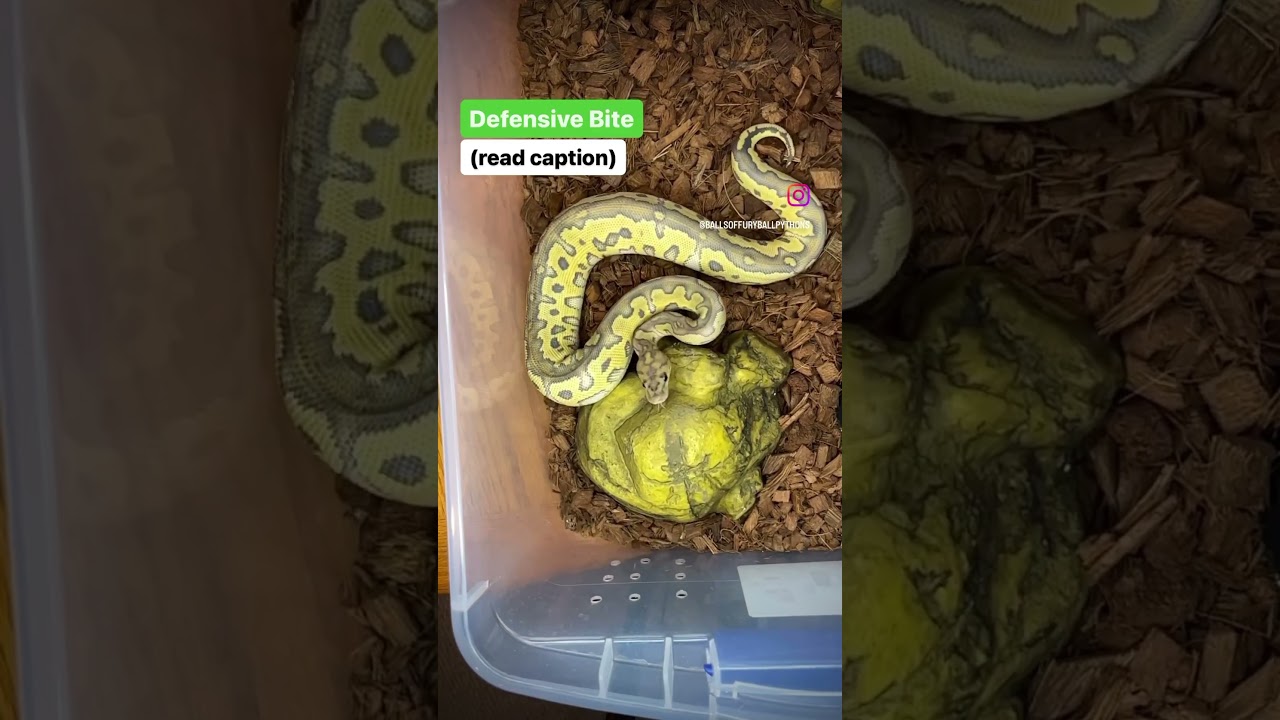 Defensive Bite Vs Food Bite #ballpython #reptiles #snake #animals #pets #shorts #fyp #viral
