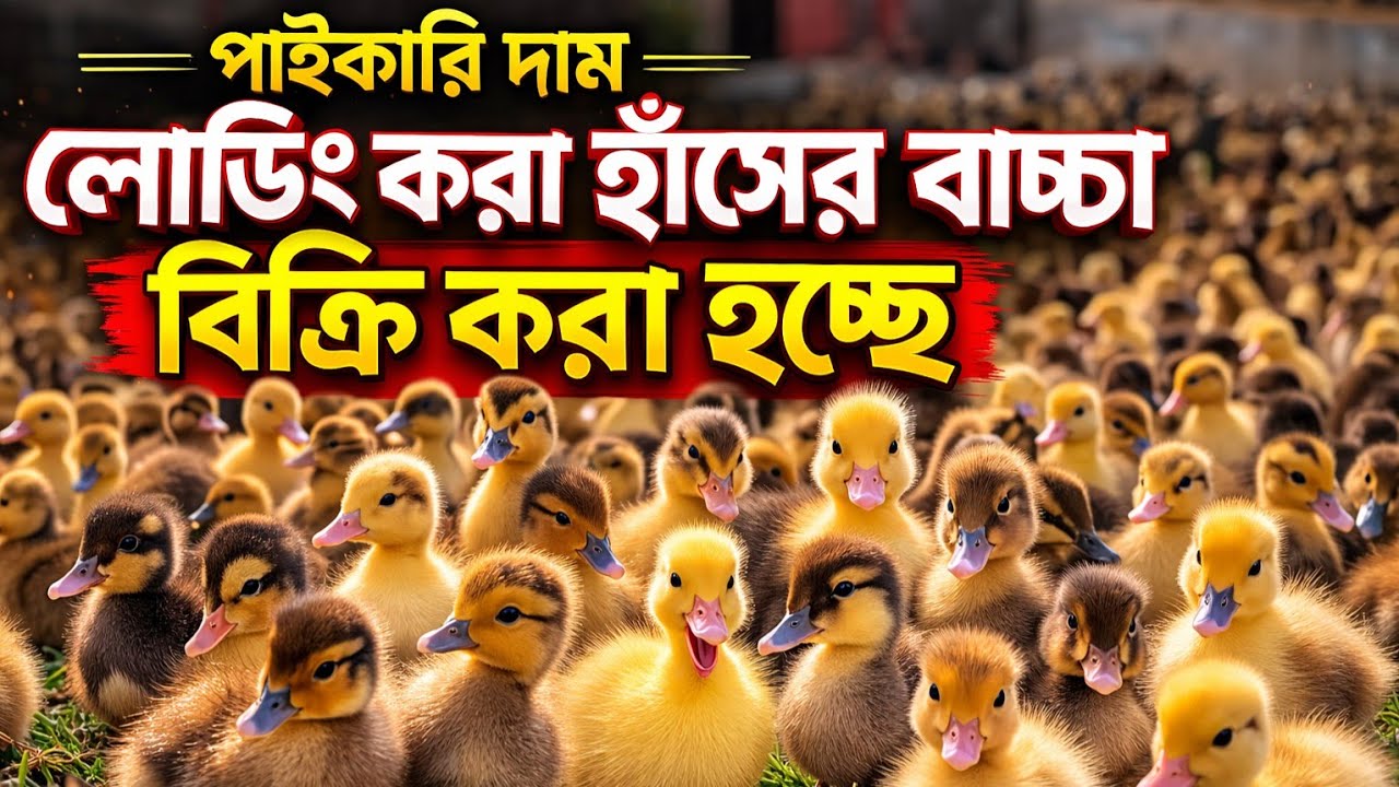 লোডিং করা হাঁসের বাচ্চা বিক্রি করা হচ্ছে। 