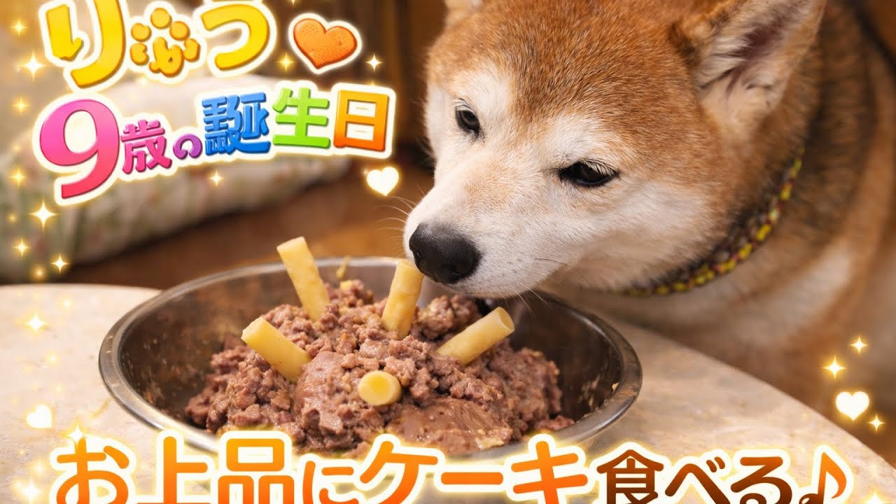 祝㊗️柴犬りゅう９歳のお誕生日を迎える🎊