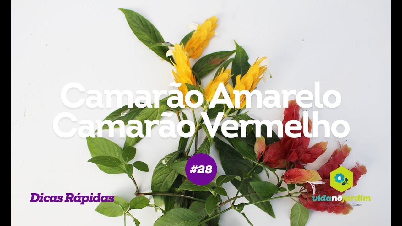 Camar&otilde;es nos jardins (Amarelo/Vermelho) #28 - Dicas r&aacute;pidas