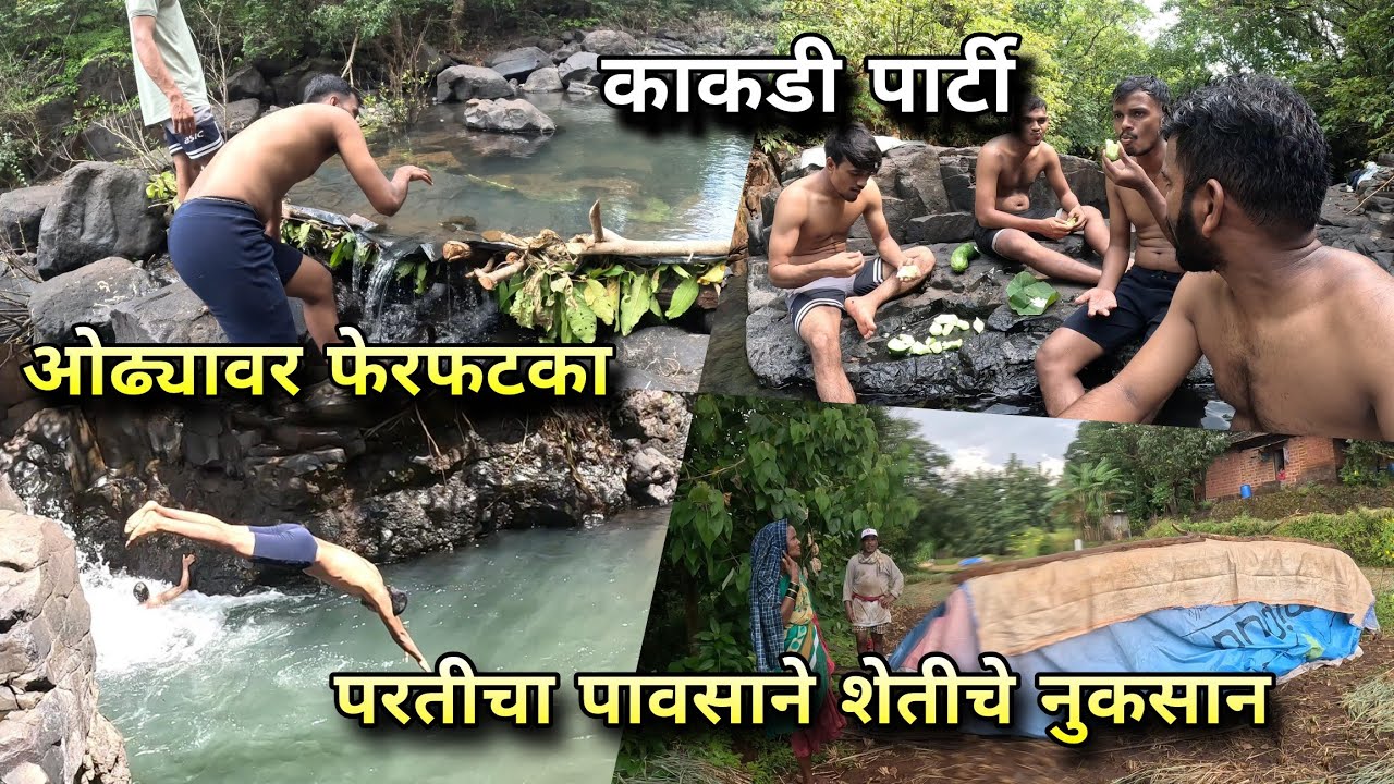 ओढ्यावर काकडी पार्टी, परतीच्या पावसाने भातशेतीची वाट | Rice Farming, Village Life | Kokankar Avinash