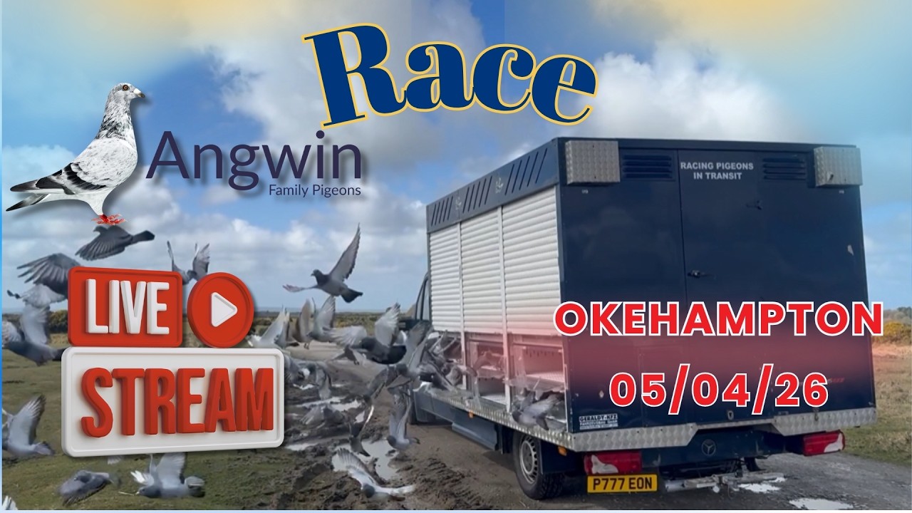 @AngwinFamilyPigeons is Live racing our Racing Pigeons from Okehampton 83 miles to us!