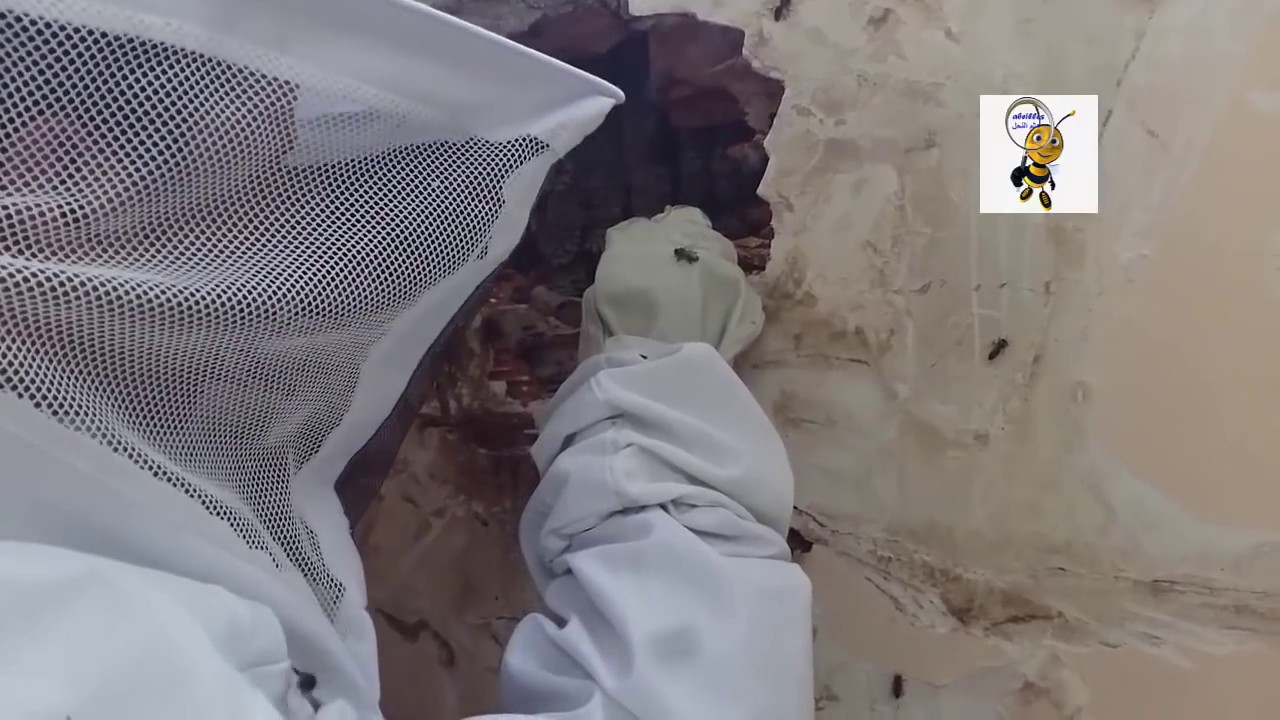 استخراج خلية نحل من الجدران لا تصدق ما ترى Remove the beehive from the walls