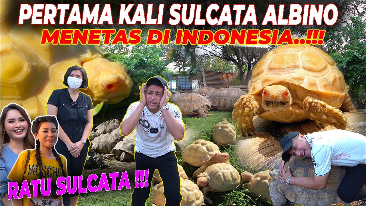 RATU SULCATA INDONESIA | SHOCK GUE..!! DISINI ADA 8 KANDANG DENGAN RATUSAN SULCATA!!