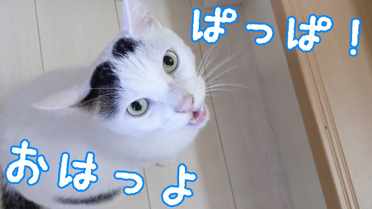 朝はしっかり大声で挨拶するお喋り猫