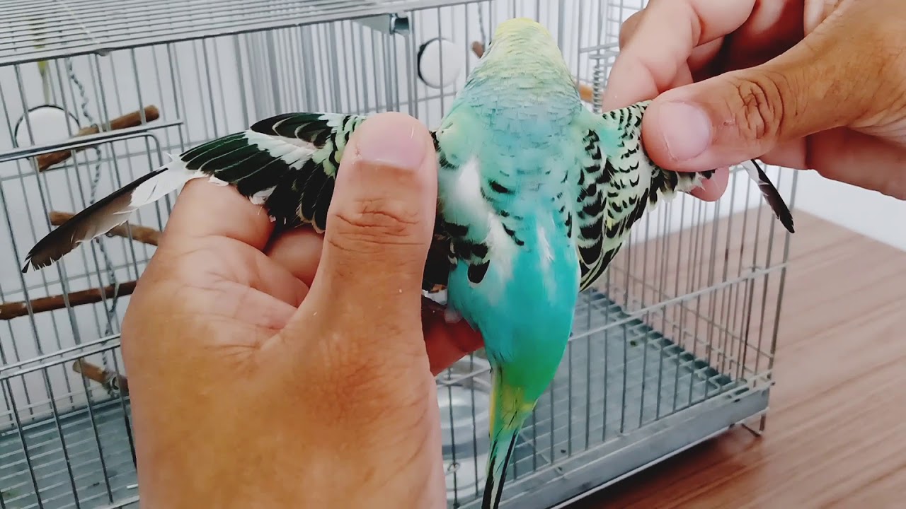 Mutação Opalino nos Periquitos Australianos
