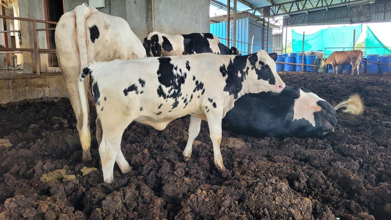 Calf Management, 3 Month Calf at 158Kgs, Record Calf Growth.