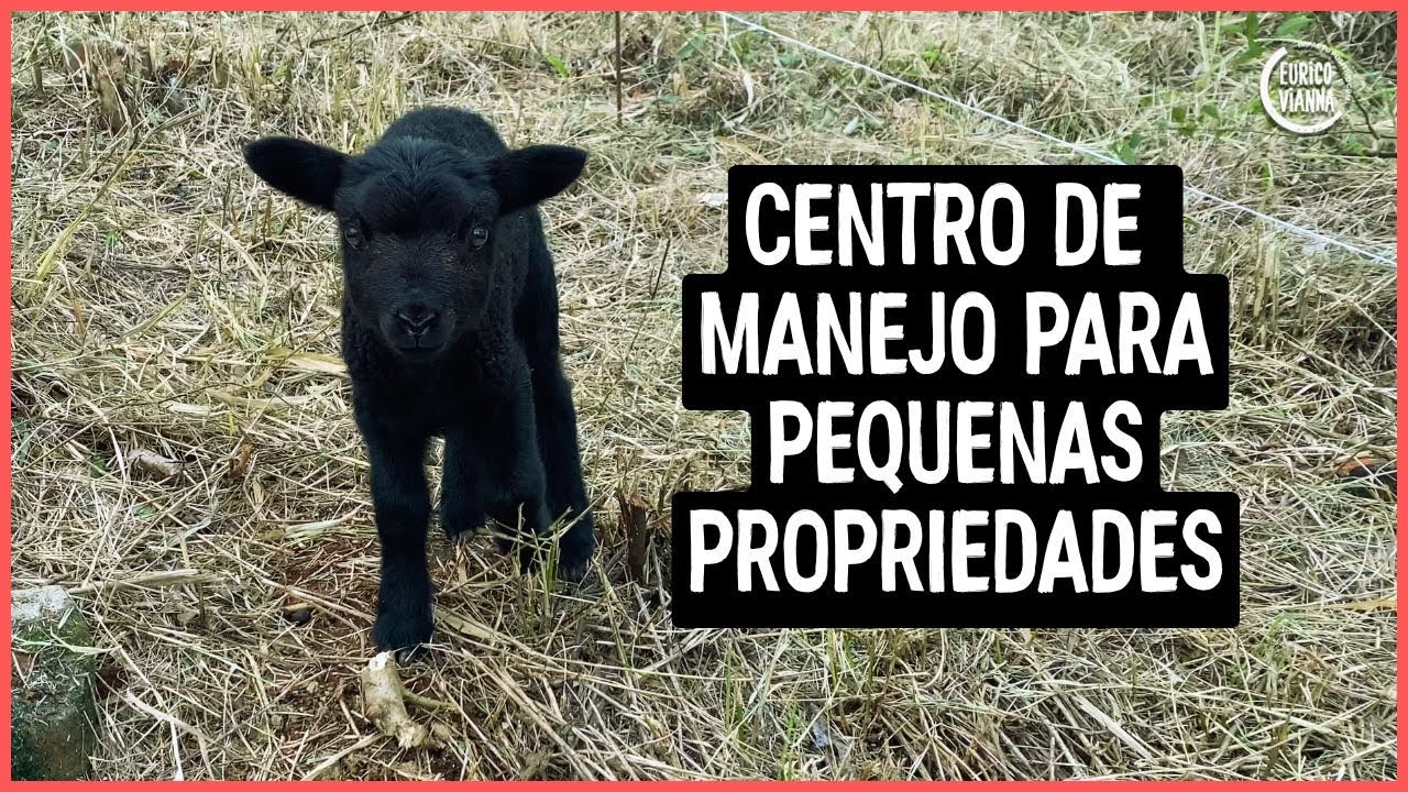 Ovinos, o que fazer primeiro, centro de manejo ou aprisco?