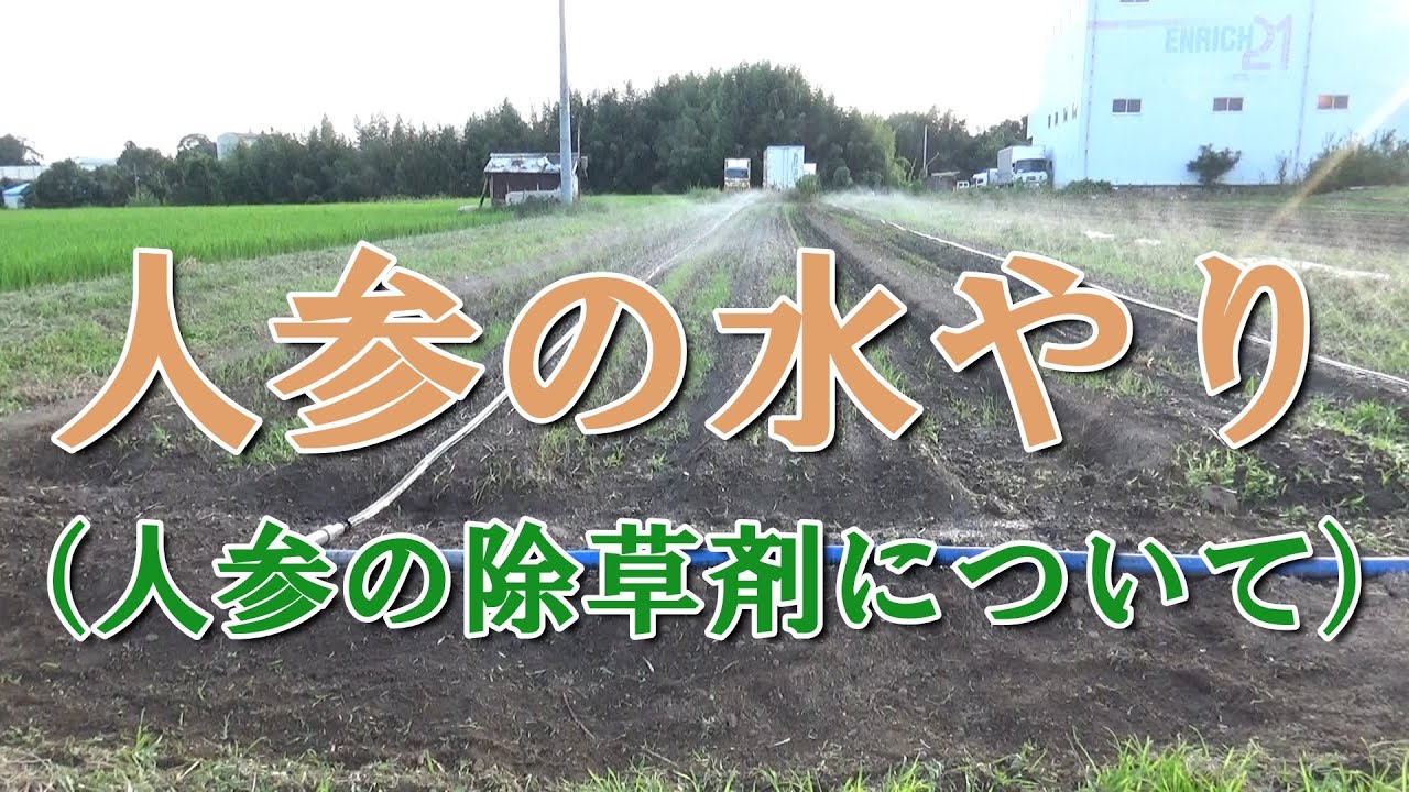 人参の水やりと除草剤について