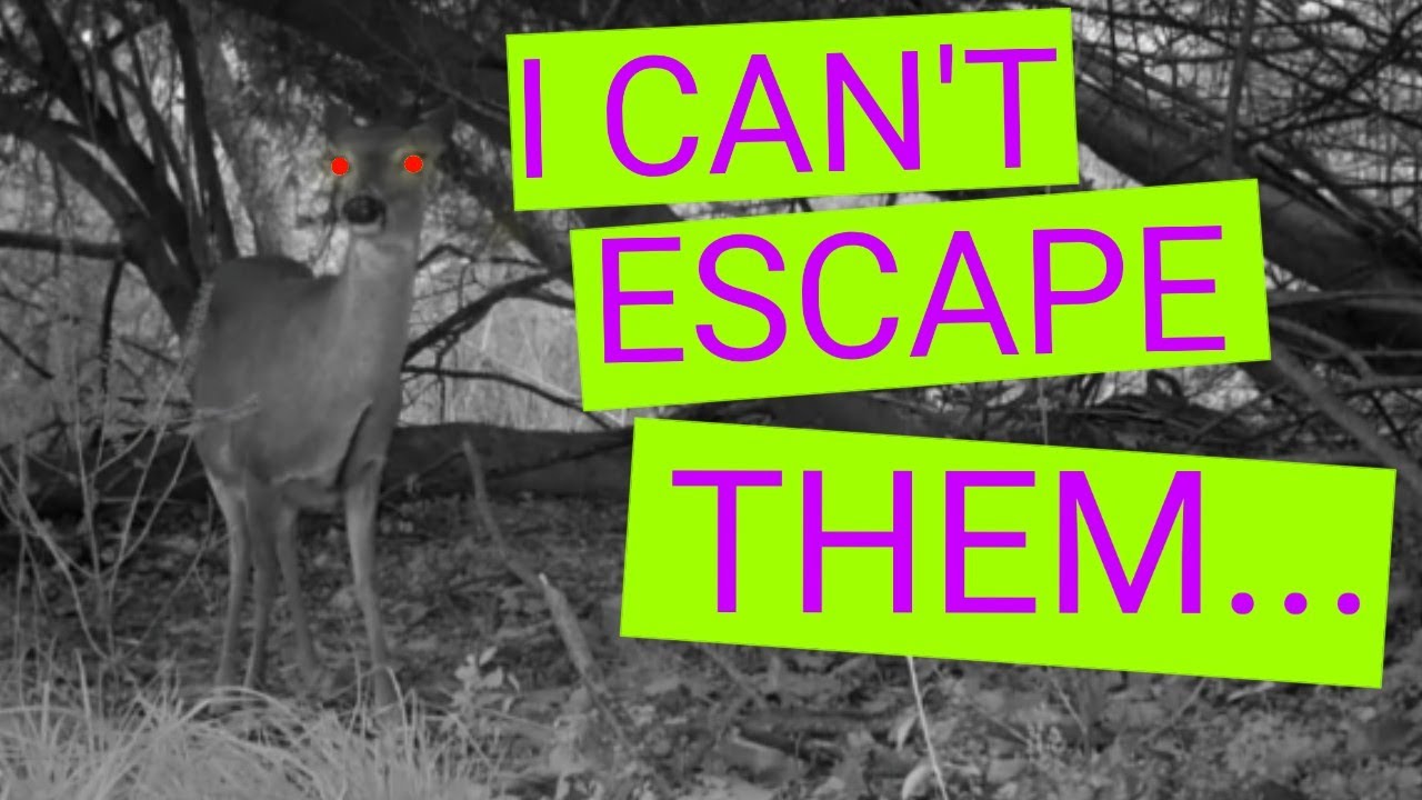 Are They Following Me? (TRAIL CAM VIDEO) #trailcam #wildlife #deer