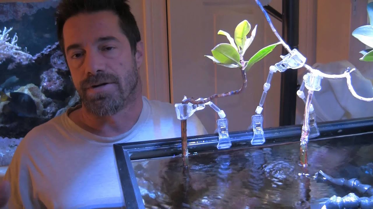 A Bigger Refugium, LA Fishguys Episode 143 pt 4