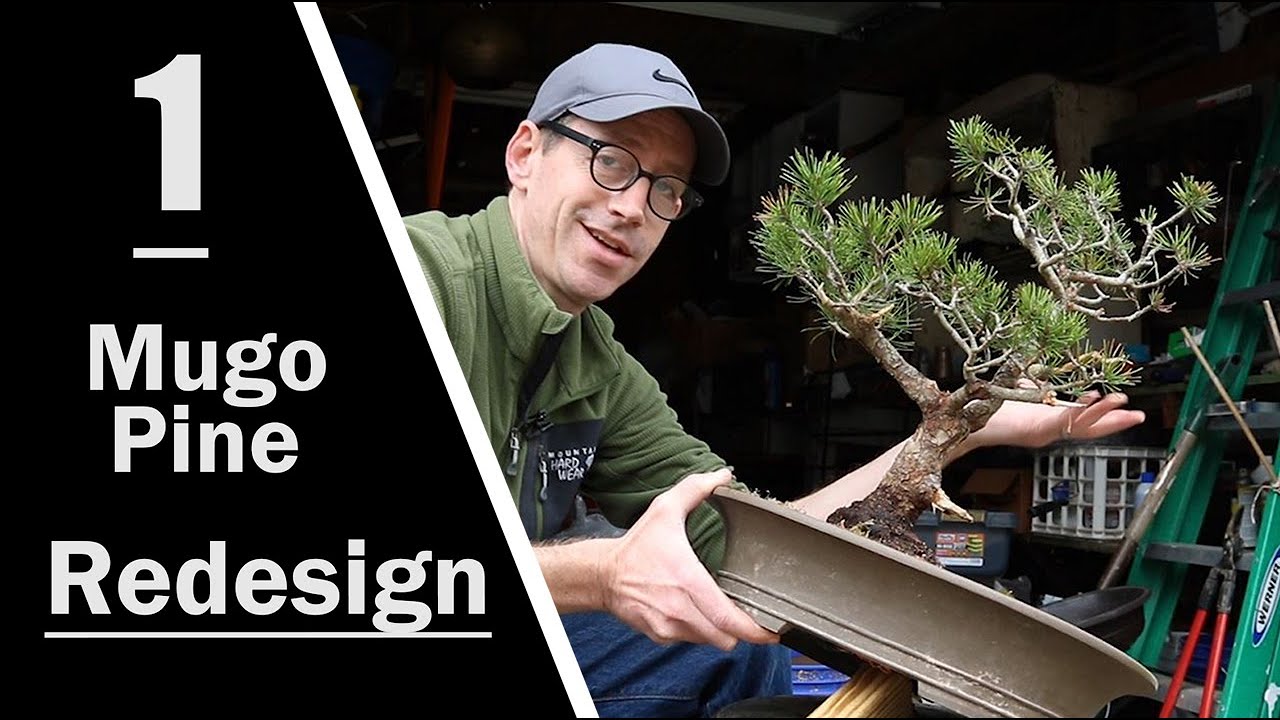 Mugo Pine Redesign: Part 1: Pruning