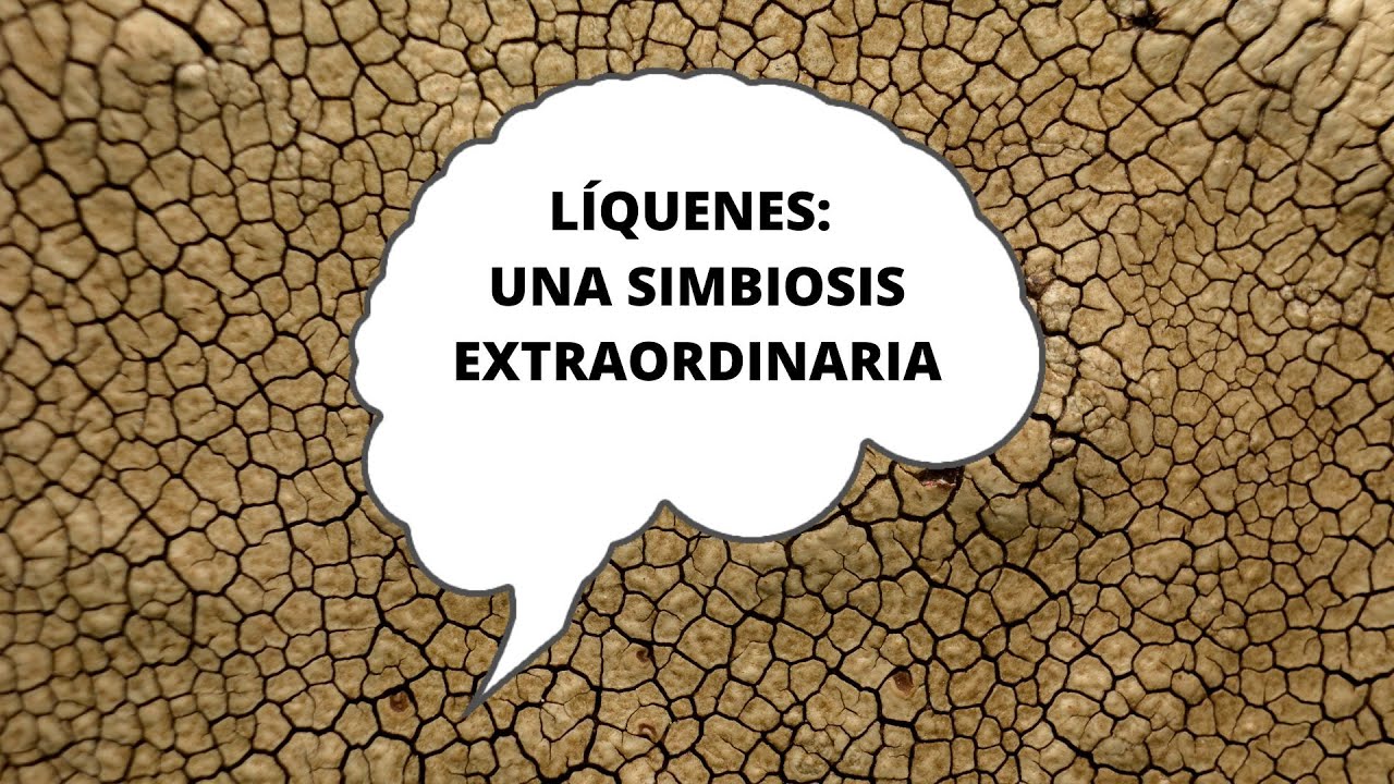 ¿Qué son los líquenes? Entrevista a Juan Manuel Rodriguez: