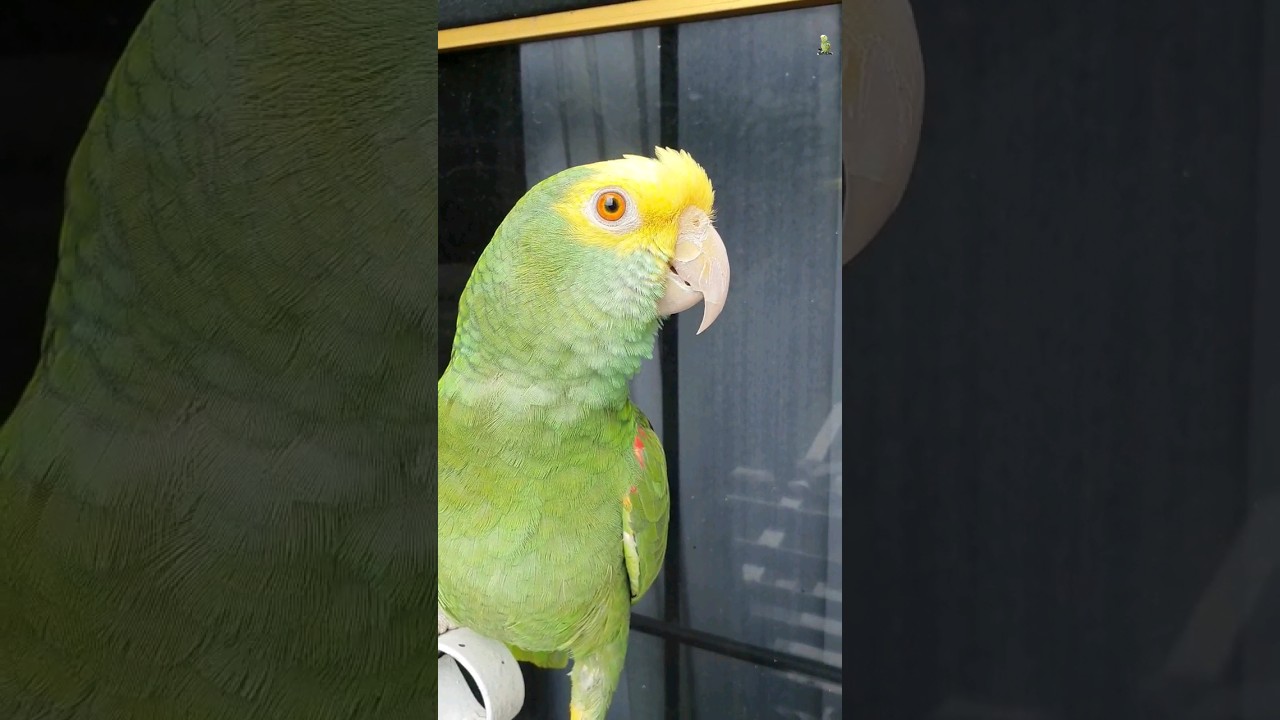 Fito Tu Tomaste Caf&eacute;, loro que habla, loros hablando #Shorts #humor #animals #parrot #mascotas #loro