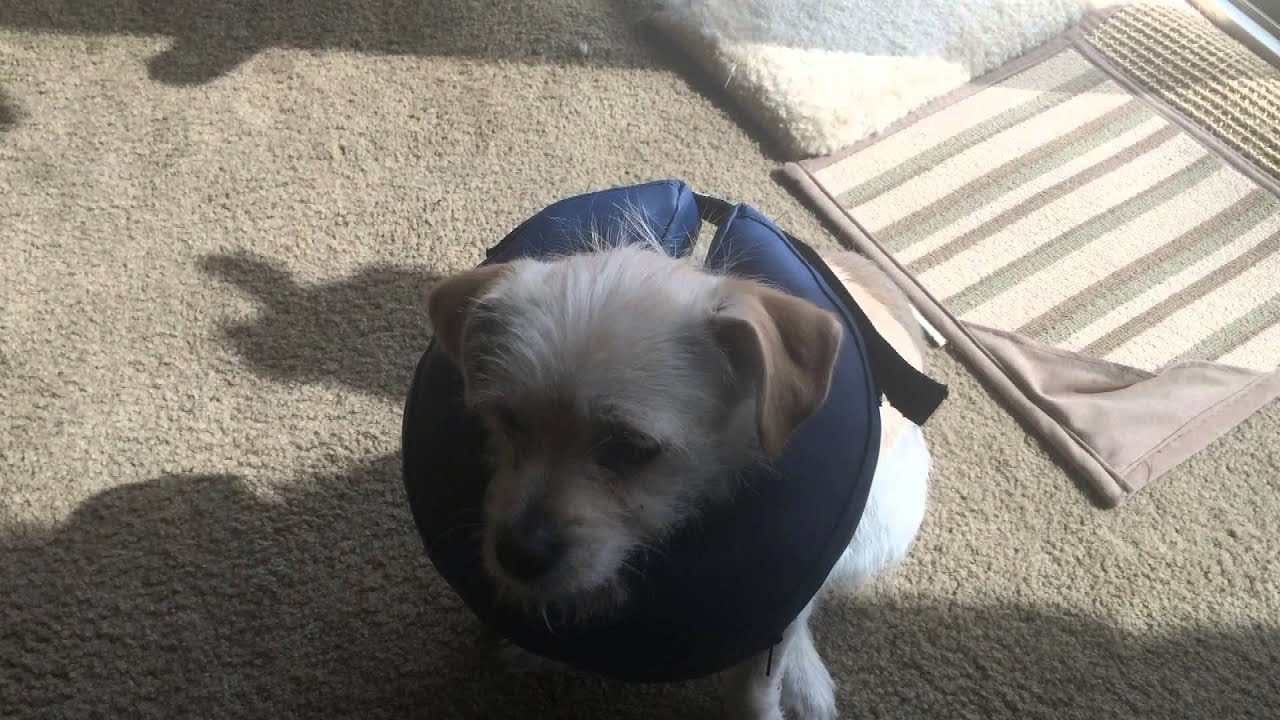 Life Hack : Inflatable Dog Cone Modification