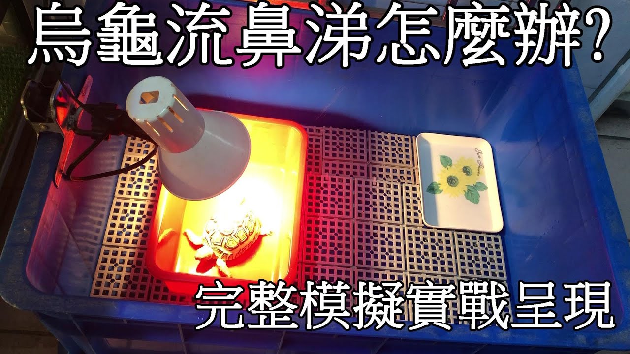 烏龜流鼻涕該怎麼辦?【九桃養爬蟲】
