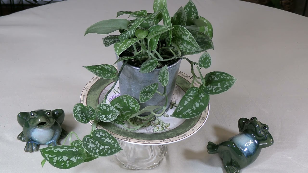 Satin Pothos Care: What to Know