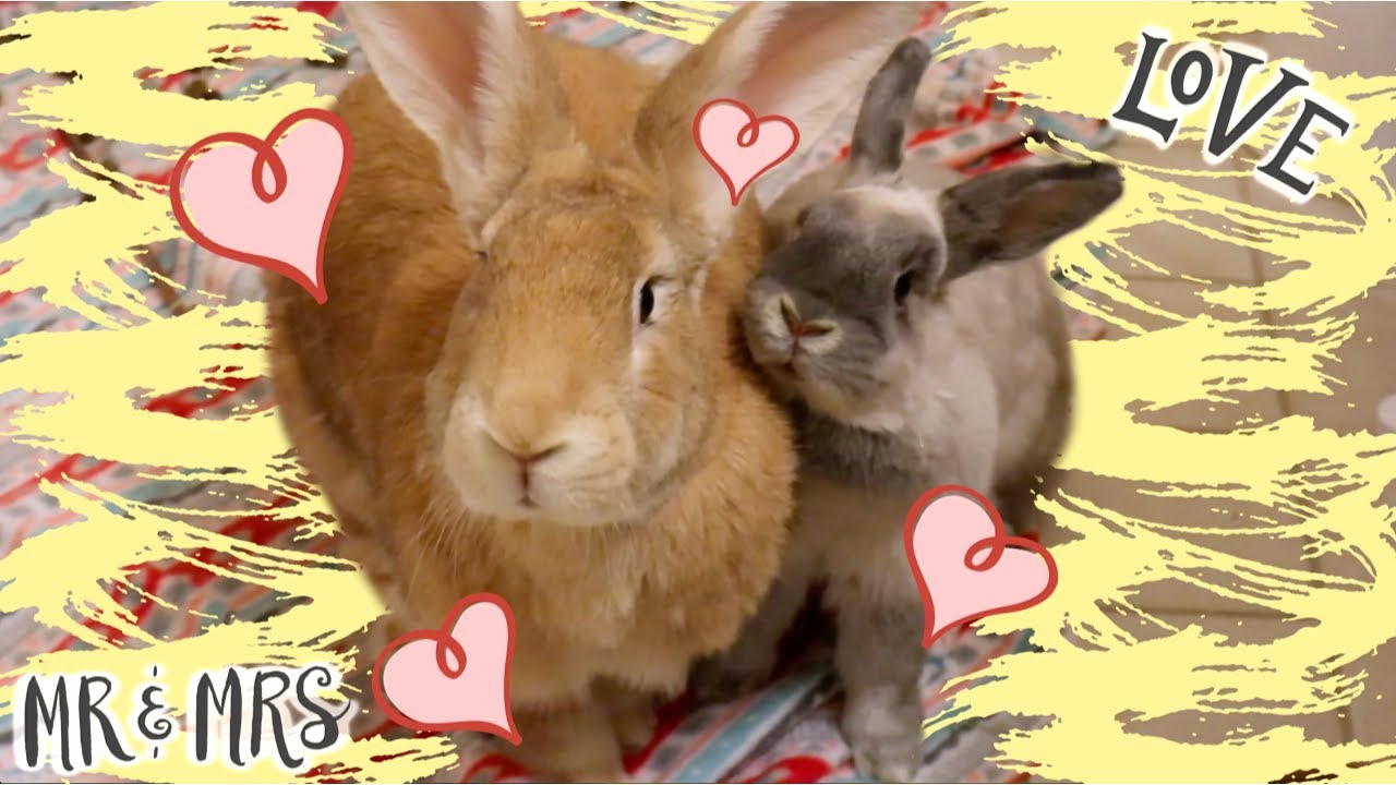I Got Another Rabbit! | Bunny Bonding w/ Desmond & Olive