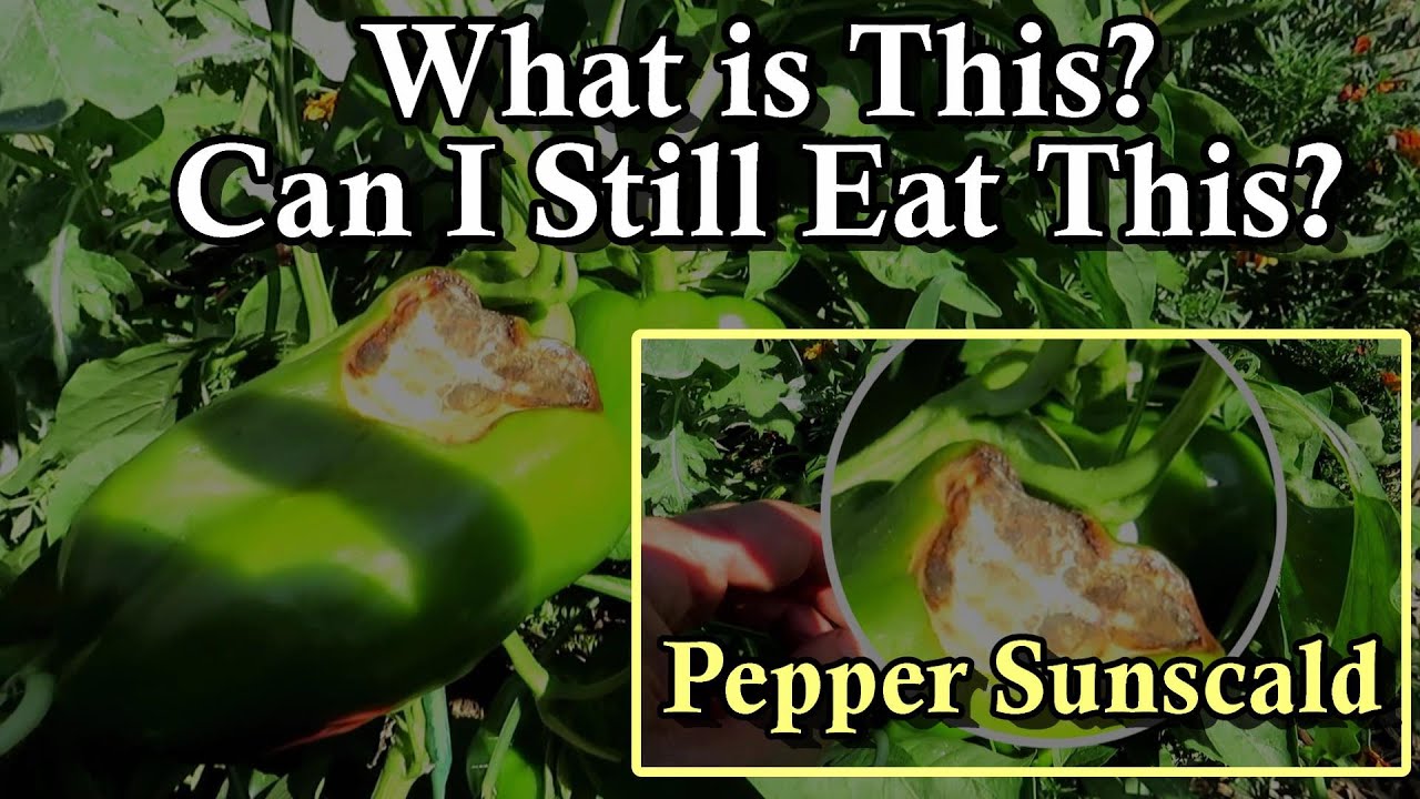 Can I Still Eat this Pepper? - This is Sun Damage called Pepper Sunscald