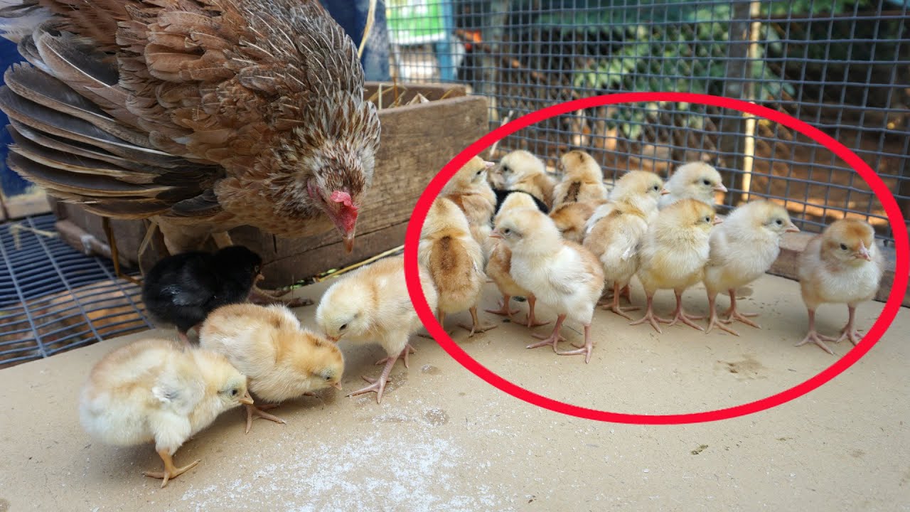 Mother Hen Calling her Chicks For to eat Some Food, But Some Chicks ???..