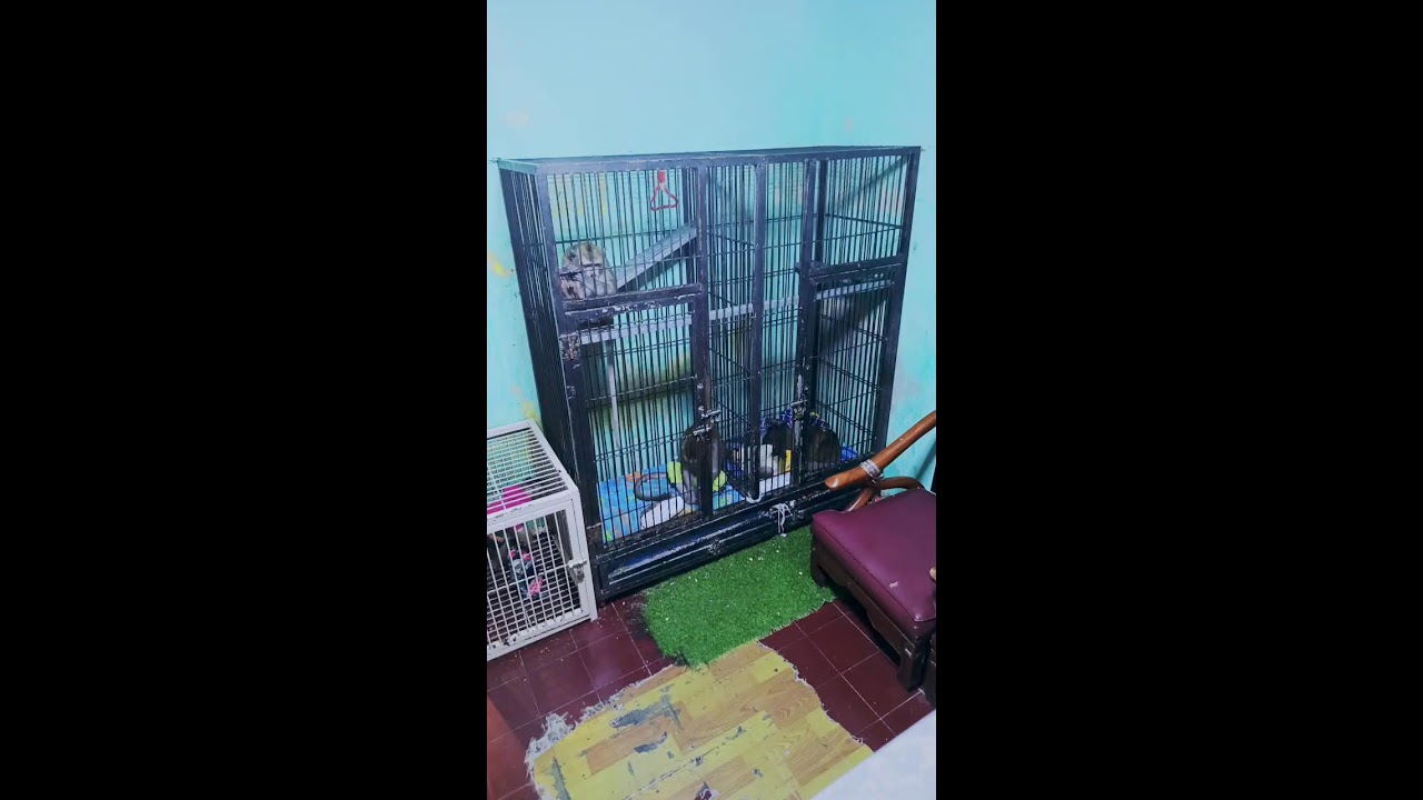 Siaran langsung ONYENK TAILS
