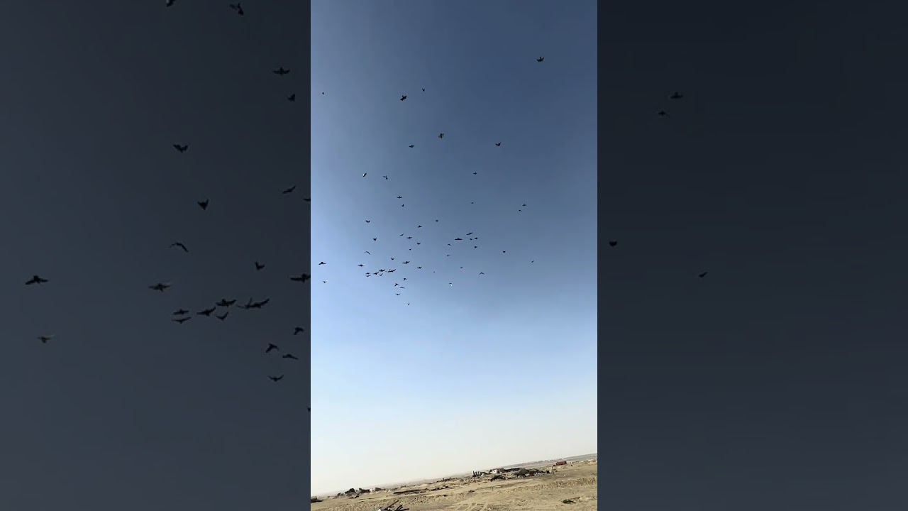 ١٥ يناير، ٢٠٢٦