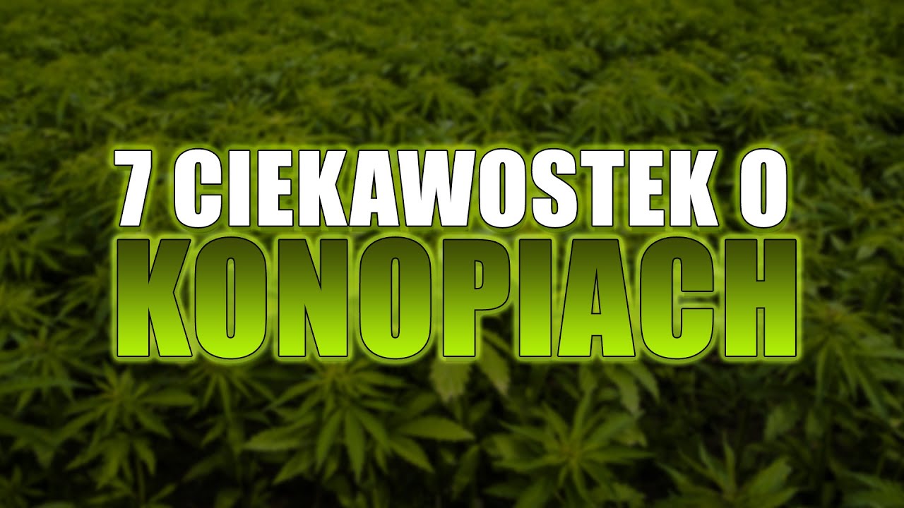 7 ciekawostek kt&oacute;rych nie wiedziałeś o KONOPIACH