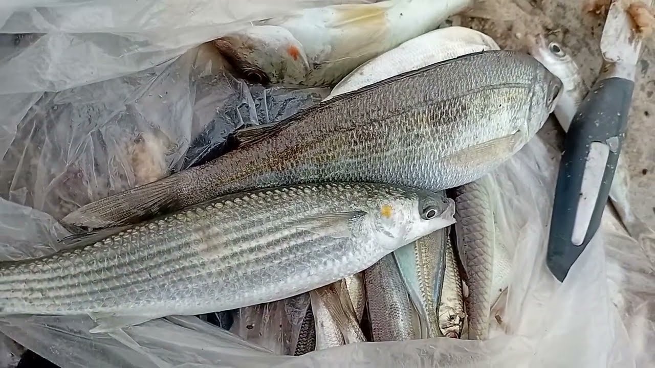 Рыбалка в Сочи с берега. Кефаль, барабуля, ставрида и окунь