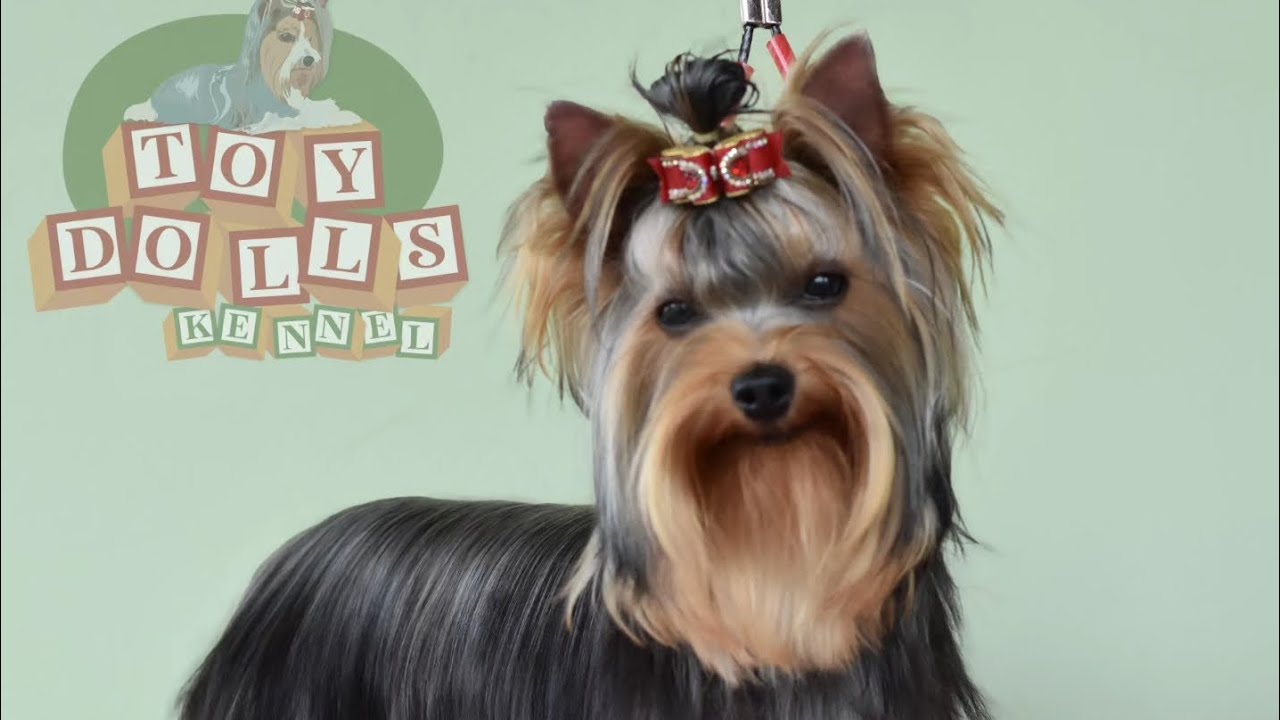 Cuidados com a pelagem do Yorkshire Terrier - Preparando para exposições de Beleza TOY DOLLS KENNEL