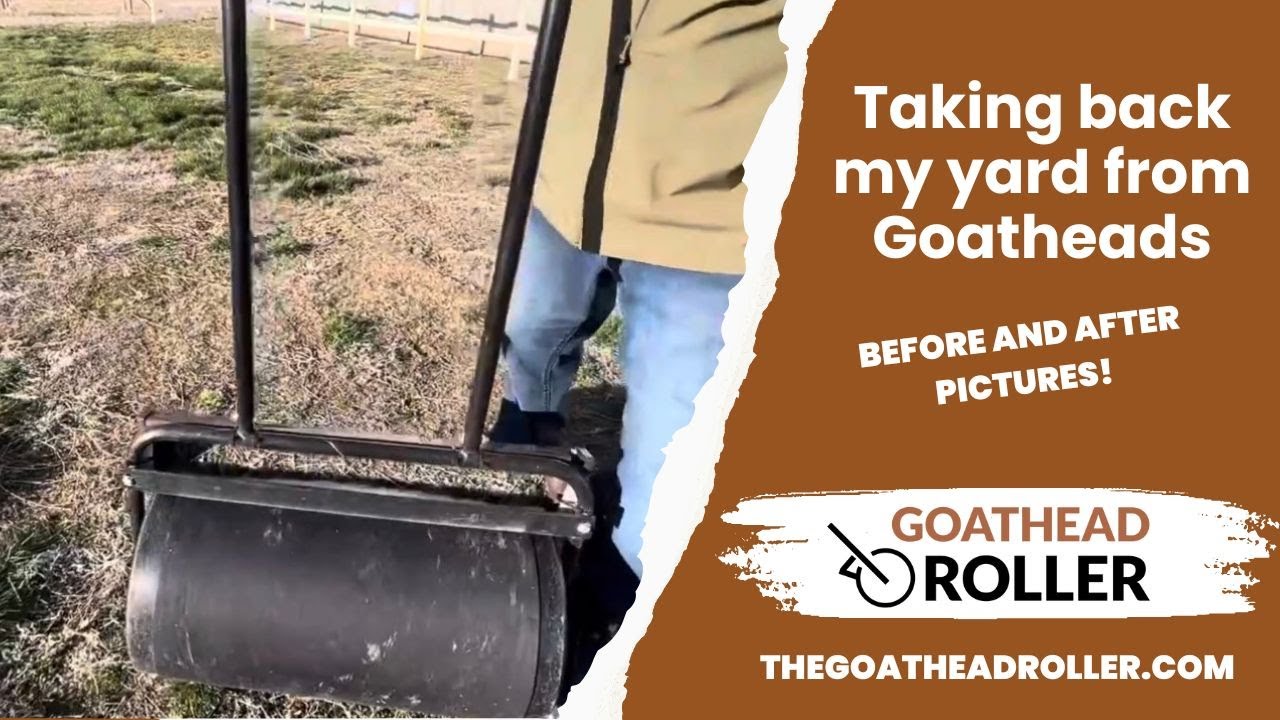 How I took back my yard from Goatheads with THE GOATHEAD ROLLER-#goatheadprevention #goatheadremoval