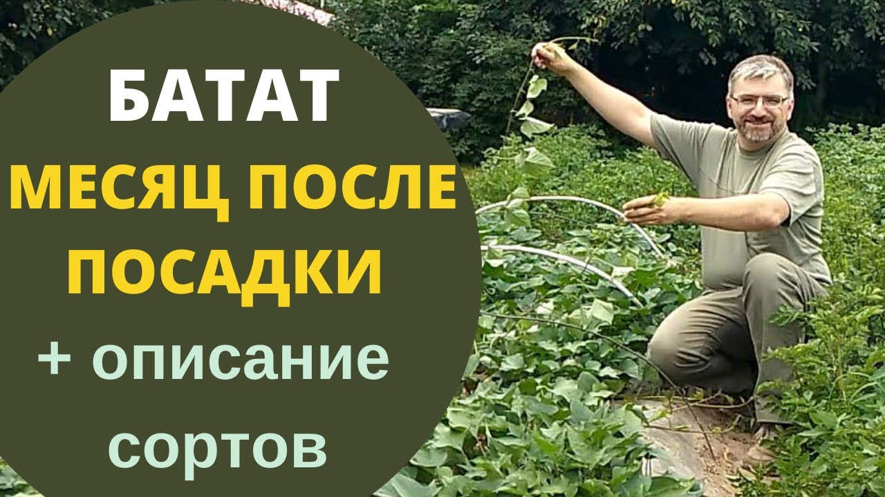 Описание сортов батата Батат месяц после посадки