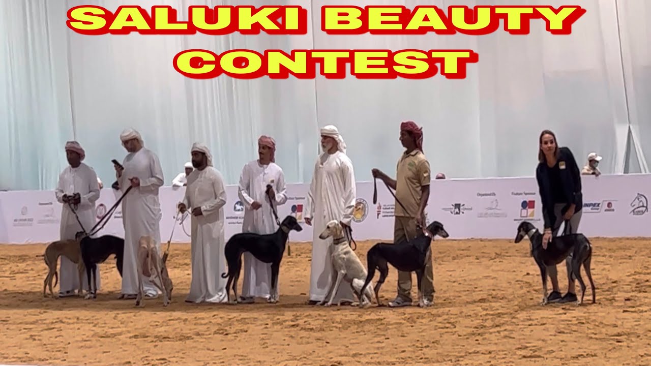Saluki Dog Beauty Contest @ ADIHEX 2022