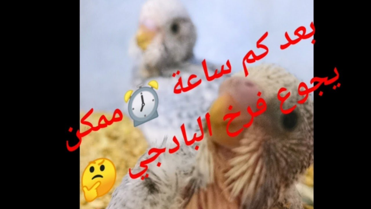 بعد كم ساعة ⏰يجوع فرخ البادجي 🤔🤔After how many hours the budgie chick will be hungry