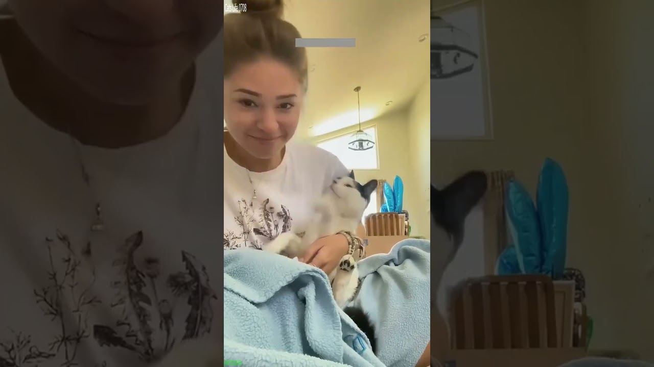 Cute Cats 😻 kitten meowing call 🥰 # Ep 8800