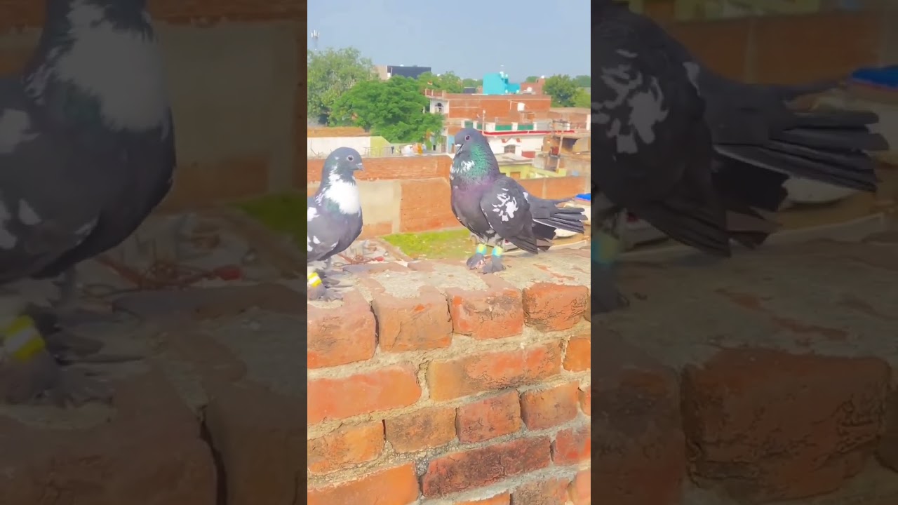 fancy kabutar chorwad #pakistankabootar #kabutar #pigeon #india #shorts #like