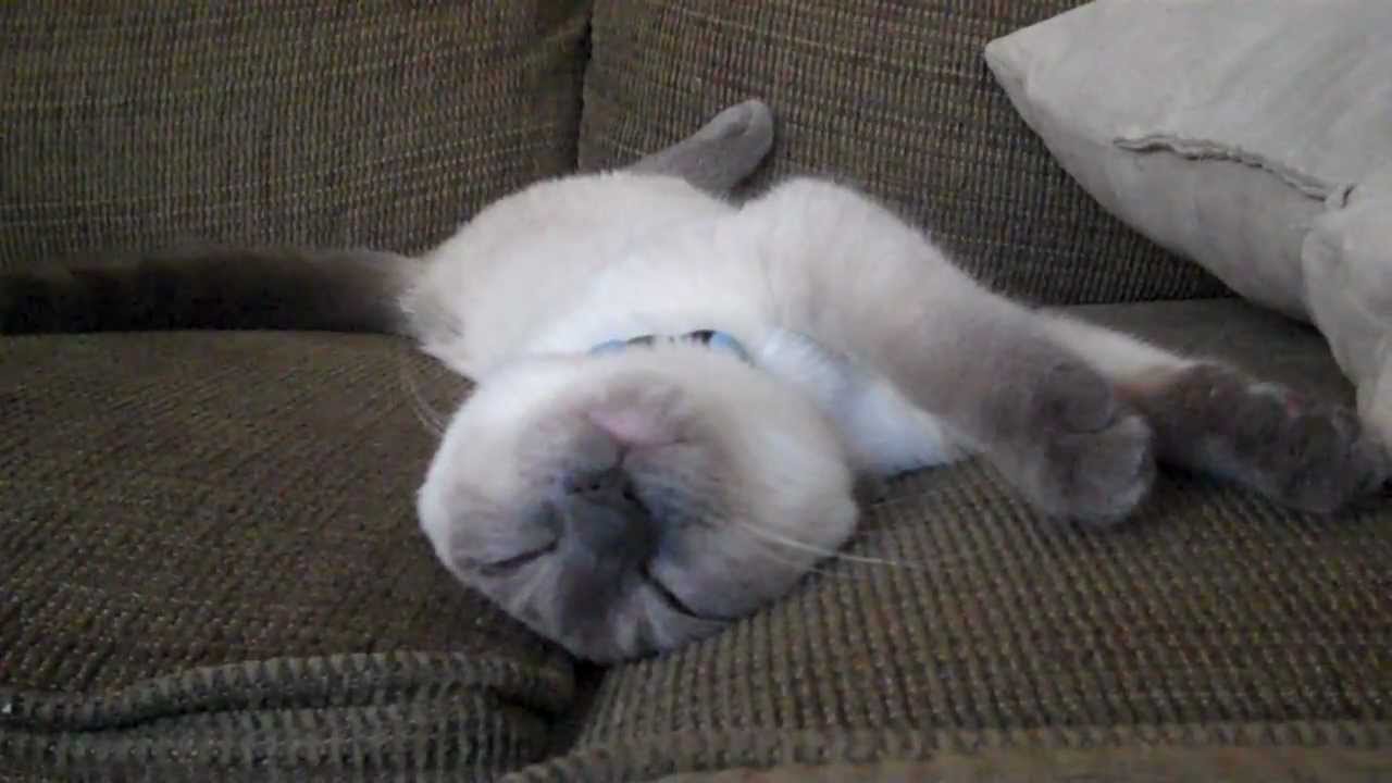 Adorable Siamese Kitten Sleeping