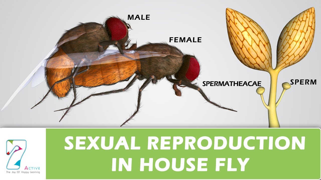 Sexual Reproduction In House Fly