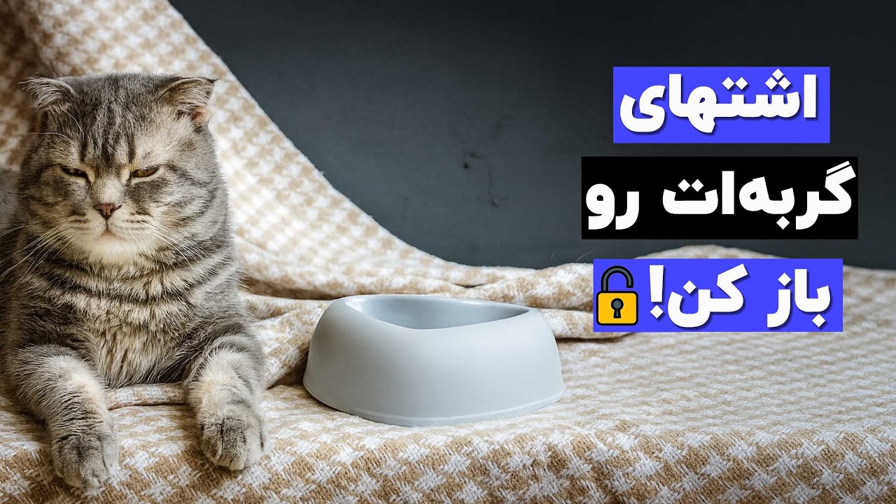 با گربه ای که غذا نمیخوره یا کم اشتهاس چی کار کنیم؟