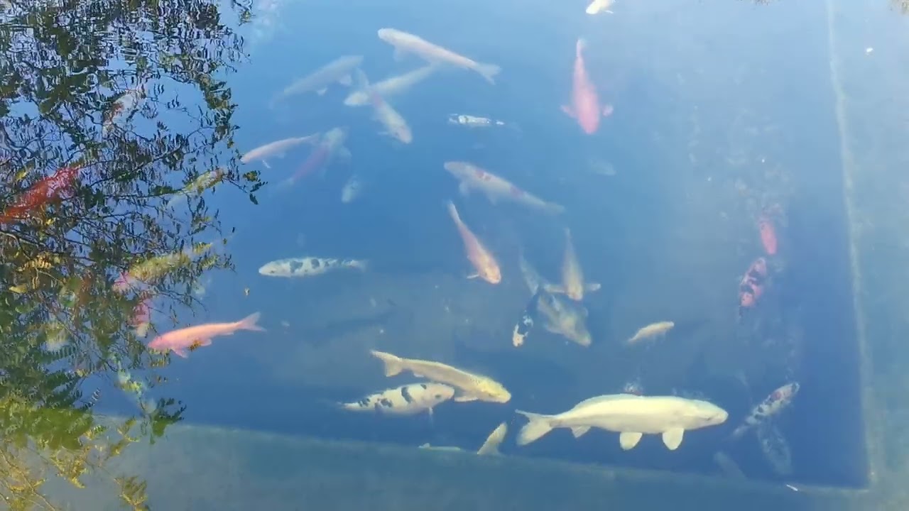 Koi ribnjak, mir i relaksacija @slobokoisarani
