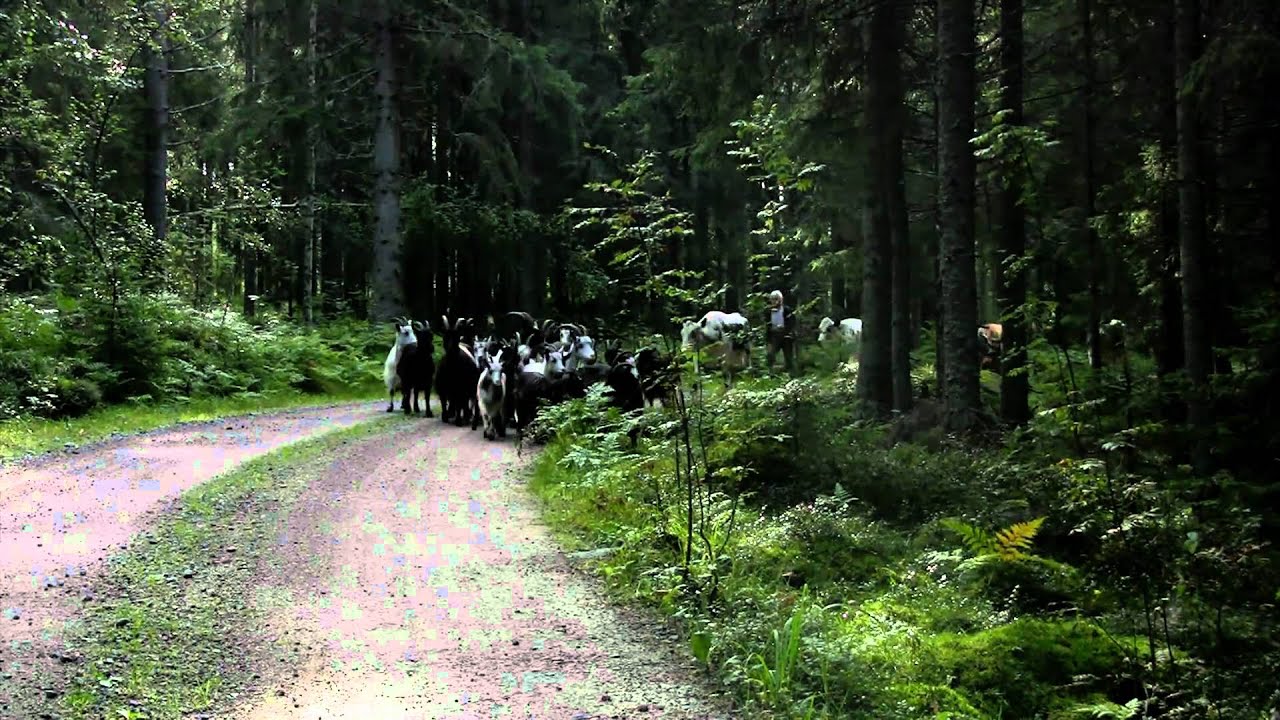 G&aring;sb&auml;ckens f&auml;bod