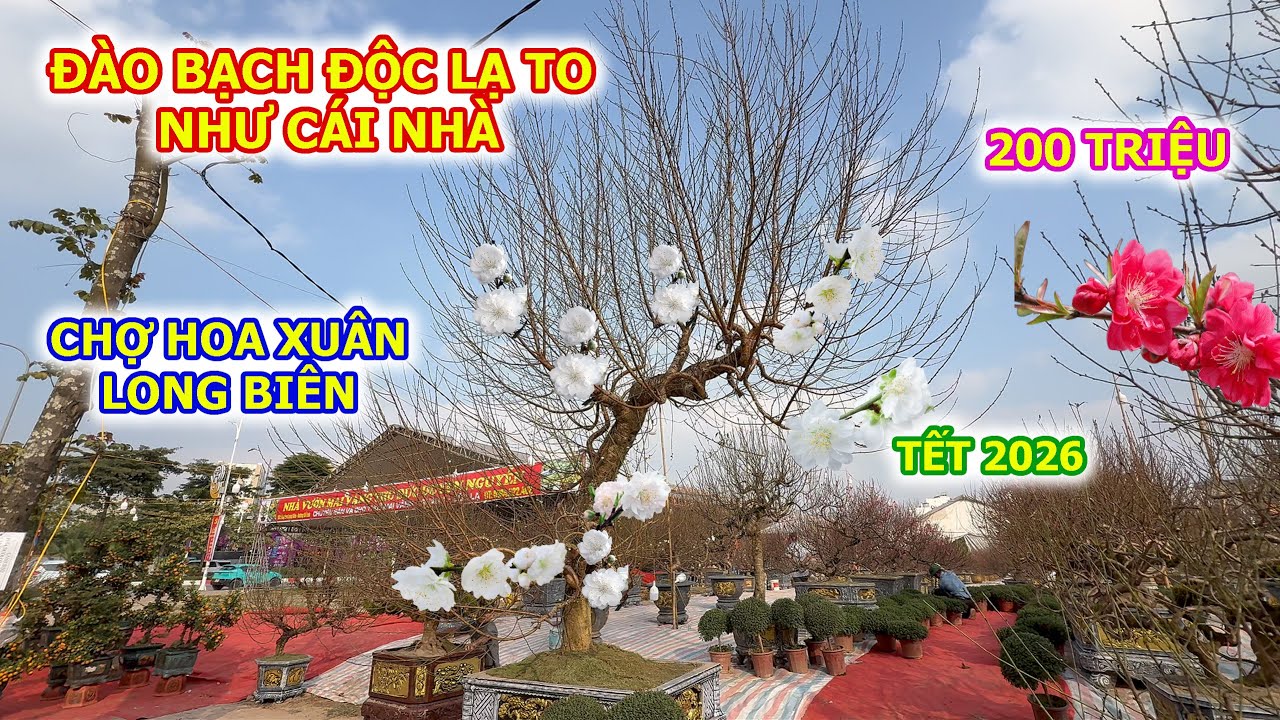ĐÀO BẠCH CỔ ĐỘC NHẤT CHỢ HOA XUÂN LONG BIÊN TẾT 2026