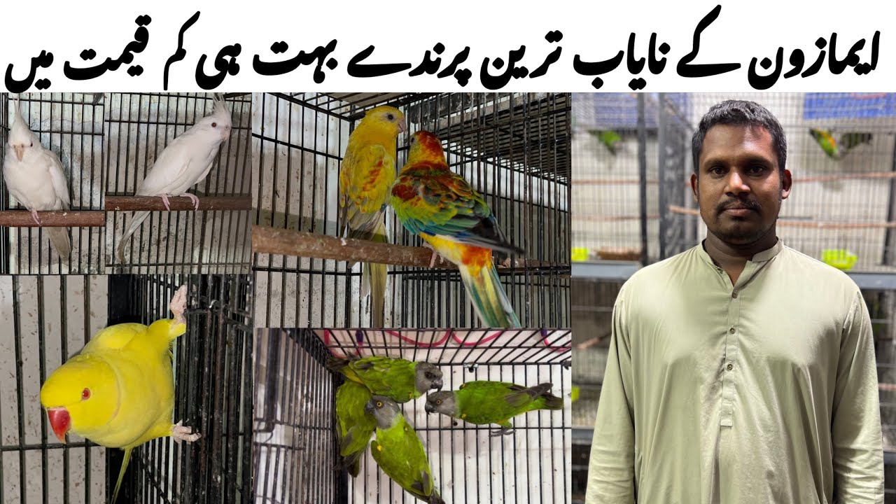 Amazon ky Nayab or khoobsurat tareen Parindey || Exotic birds pr bri offers.